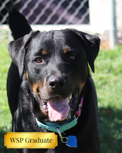 Patito, an adoptable Rottweiler, Mixed Breed in Walla Walla, WA, 99362 | Photo Image 1