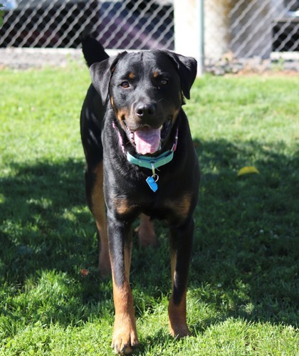 Patito, an adoptable Rottweiler, Mixed Breed in Walla Walla, WA, 99362 | Photo Image 2