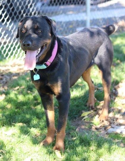 Patito, an adoptable Rottweiler, Mixed Breed in Walla Walla, WA, 99362 | Photo Image 3