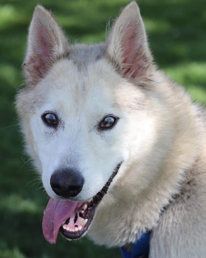 Dublin, an adoptable Husky, Mixed Breed in Walla Walla, WA, 99362 | Photo Image 1