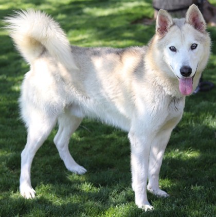 Dublin, an adoptable Husky, Mixed Breed in Walla Walla, WA, 99362 | Photo Image 2