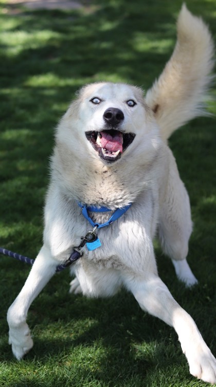 Dublin, an adoptable Husky, Mixed Breed in Walla Walla, WA, 99362 | Photo Image 3