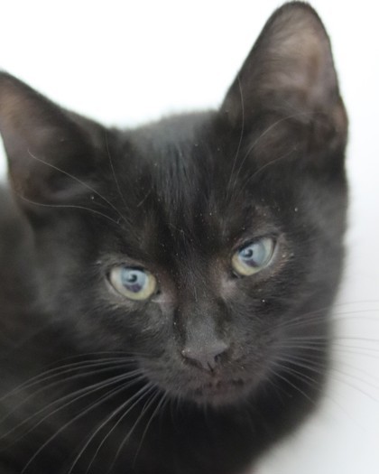 Nimbus, an adoptable Domestic Short Hair in Walla Walla, WA, 99362 | Photo Image 1