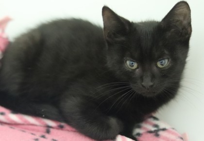 Nimbus, an adoptable Domestic Short Hair in Walla Walla, WA, 99362 | Photo Image 2