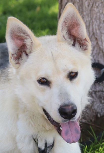 Stryker, an adoptable Mixed Breed in Walla Walla, WA, 99362 | Photo Image 1