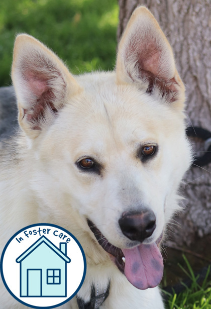 Stryker, an adoptable Mixed Breed in Walla Walla, WA, 99362 | Photo Image 1