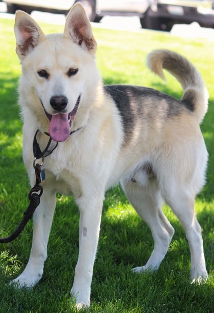 Stryker, an adoptable Mixed Breed in Walla Walla, WA, 99362 | Photo Image 2