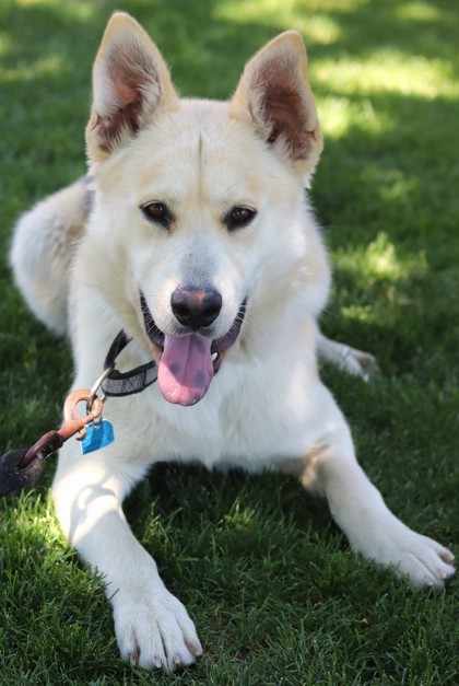 Stryker, an adoptable Mixed Breed in Walla Walla, WA, 99362 | Photo Image 3