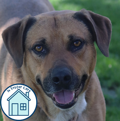 A.C. Slater, an adoptable Mixed Breed in Walla Walla, WA, 99362 | Photo Image 1