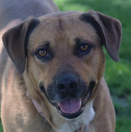 A.C. Slater, an adoptable Mixed Breed in Walla Walla, WA, 99362 | Photo Image 1