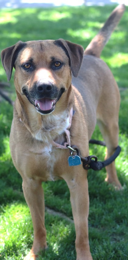 A.C. Slater, an adoptable Mixed Breed in Walla Walla, WA, 99362 | Photo Image 2