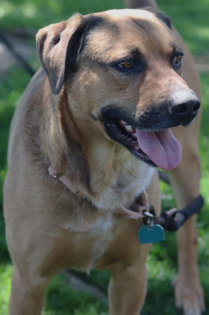 A.C. Slater, an adoptable Mixed Breed in Walla Walla, WA, 99362 | Photo Image 3