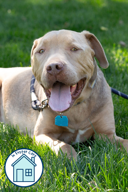 Clint Eastwood, an adoptable Mixed Breed in Walla Walla, WA, 99362 | Photo Image 1