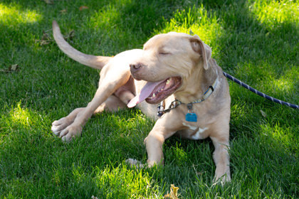 Clint Eastwood, an adoptable Mixed Breed in Walla Walla, WA, 99362 | Photo Image 2