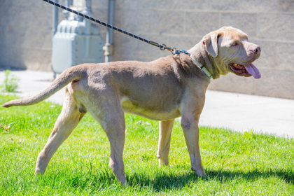 Clint Eastwood, an adoptable Mixed Breed in Walla Walla, WA, 99362 | Photo Image 3