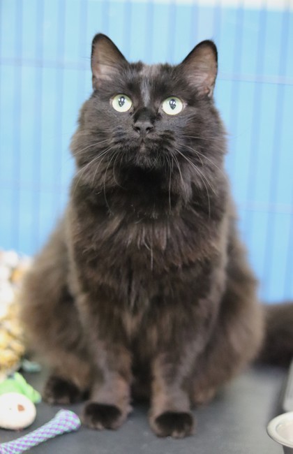 Baby, an adoptable Domestic Short Hair in Walla Walla, WA, 99362 | Photo Image 1