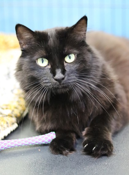 Baby, an adoptable Domestic Short Hair in Walla Walla, WA, 99362 | Photo Image 2