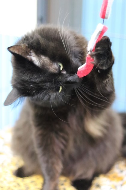 Baby, an adoptable Domestic Short Hair in Walla Walla, WA, 99362 | Photo Image 3