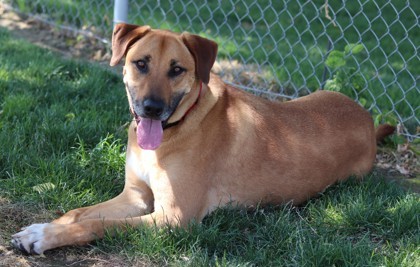 Hogan, an adoptable Mixed Breed in Walla Walla, WA, 99362 | Photo Image 1