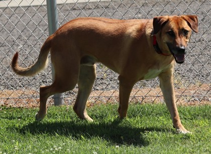 Hogan, an adoptable Mixed Breed in Walla Walla, WA, 99362 | Photo Image 2