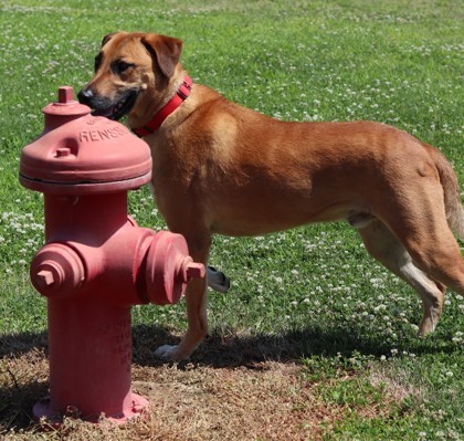 Hogan, an adoptable Mixed Breed in Walla Walla, WA, 99362 | Photo Image 3