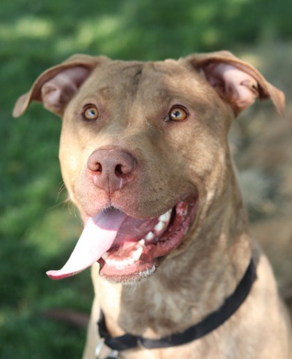 Dunkin, an adoptable Mixed Breed in Walla Walla, WA, 99362 | Photo Image 1