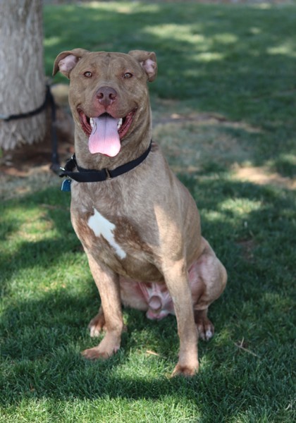 Dunkin, an adoptable Mixed Breed in Walla Walla, WA, 99362 | Photo Image 2