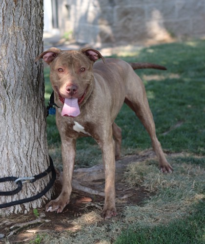 Dunkin, an adoptable Mixed Breed in Walla Walla, WA, 99362 | Photo Image 3