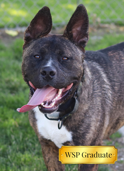 Mars, an adoptable Mixed Breed, Boxer in Walla Walla, WA, 99362 | Photo Image 1