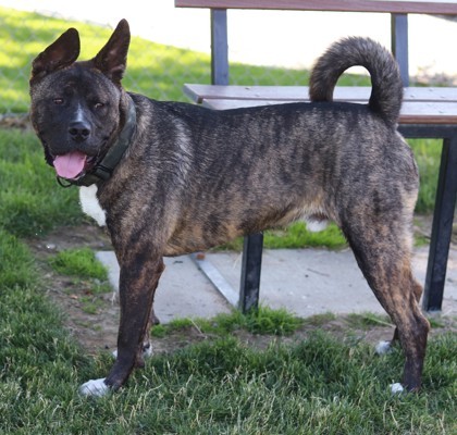 Mars, an adoptable Mixed Breed, Boxer in Walla Walla, WA, 99362 | Photo Image 2