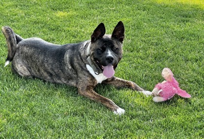 Mars, an adoptable Mixed Breed, Boxer in Walla Walla, WA, 99362 | Photo Image 3