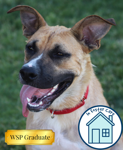 Reyna, an adoptable Mixed Breed in Walla Walla, WA, 99362 | Photo Image 1