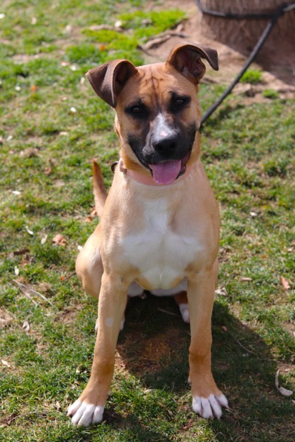 Reyna, an adoptable Mixed Breed in Walla Walla, WA, 99362 | Photo Image 2