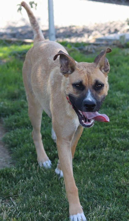 Reyna, an adoptable Mixed Breed in Walla Walla, WA, 99362 | Photo Image 3