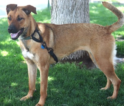 Glinda, an adoptable Mixed Breed in Walla Walla, WA, 99362 | Photo Image 2