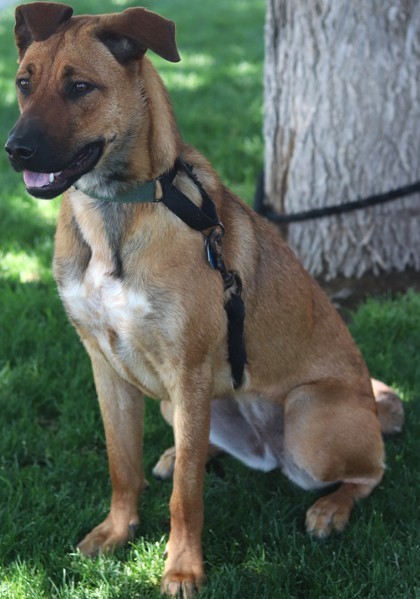 Glinda, an adoptable Mixed Breed in Walla Walla, WA, 99362 | Photo Image 3