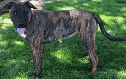 Stormi, an adoptable Mixed Breed in Walla Walla, WA, 99362 | Photo Image 2