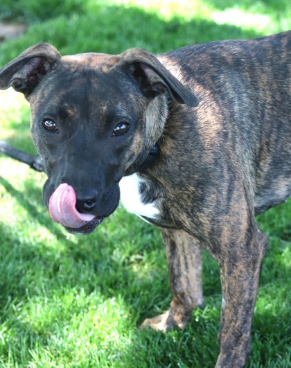 Stormi, an adoptable Mixed Breed in Walla Walla, WA, 99362 | Photo Image 3