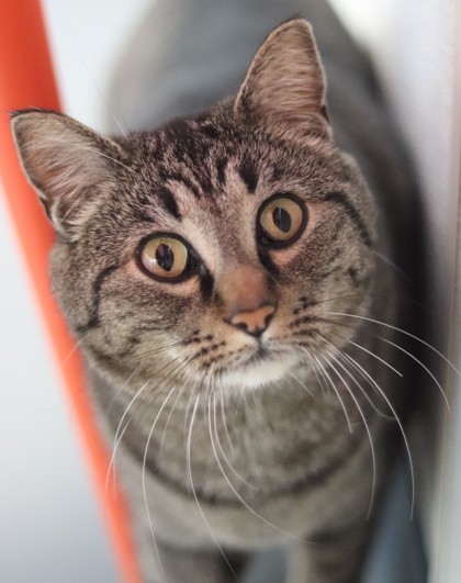 Merlin, an adoptable Domestic Short Hair in Walla Walla, WA, 99362 | Photo Image 1