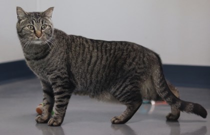 Merlin, an adoptable Domestic Short Hair in Walla Walla, WA, 99362 | Photo Image 3