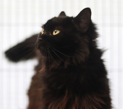 Dixie, an adoptable Domestic Medium Hair, Domestic Short Hair in Walla Walla, WA, 99362 | Photo Image 2