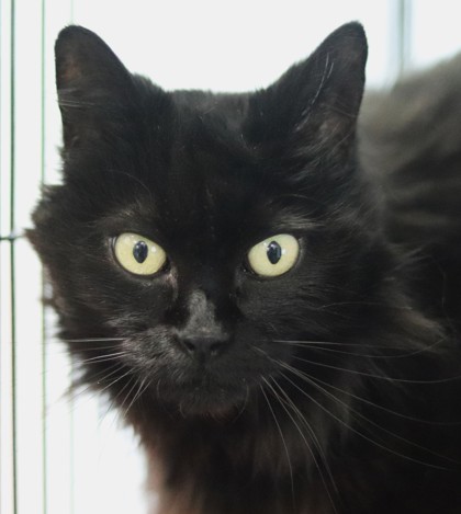 Dixie, an adoptable Domestic Medium Hair, Domestic Short Hair in Walla Walla, WA, 99362 | Photo Image 3