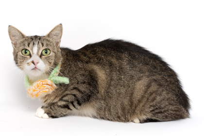 Jill, an adoptable Domestic Short Hair in Caldwell, ID, 83607 | Photo Image 1