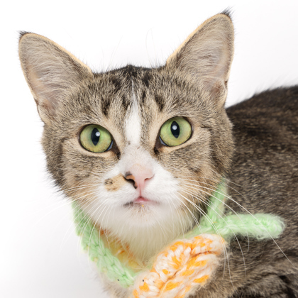 Jill, an adoptable Domestic Short Hair in Caldwell, ID, 83607 | Photo Image 2