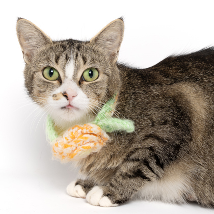 Jill, an adoptable Domestic Short Hair in Caldwell, ID, 83607 | Photo Image 3