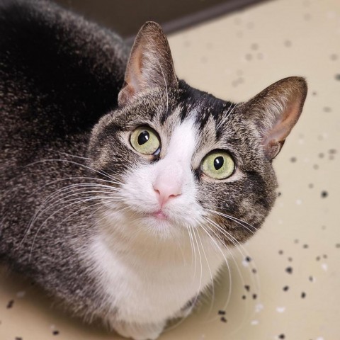 Arizona***ADOPTION PENDING***, an adoptable Domestic Short Hair in Fargo, ND, 58102 | Photo Image 1