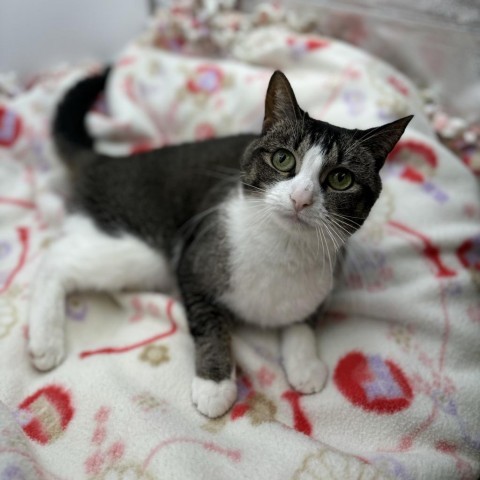 Arizona***ADOPTION PENDING***, an adoptable Domestic Short Hair in Fargo, ND, 58102 | Photo Image 2