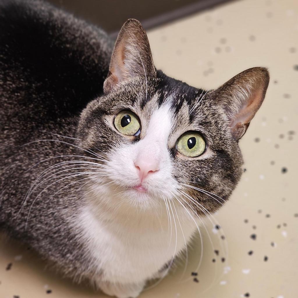 Arizona--In Foster, an adoptable Domestic Short Hair in Fargo, ND, 58102 | Photo Image 2