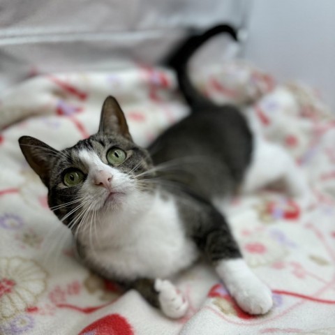 Arizona***ADOPTION PENDING***, an adoptable Domestic Short Hair in Fargo, ND, 58102 | Photo Image 3