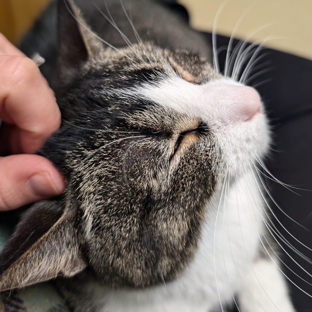 Arizona--In Foster, an adoptable Domestic Short Hair in Fargo, ND, 58102 | Photo Image 5